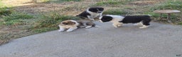 Mixed Breed dogs for sale: Cash - Ad 3