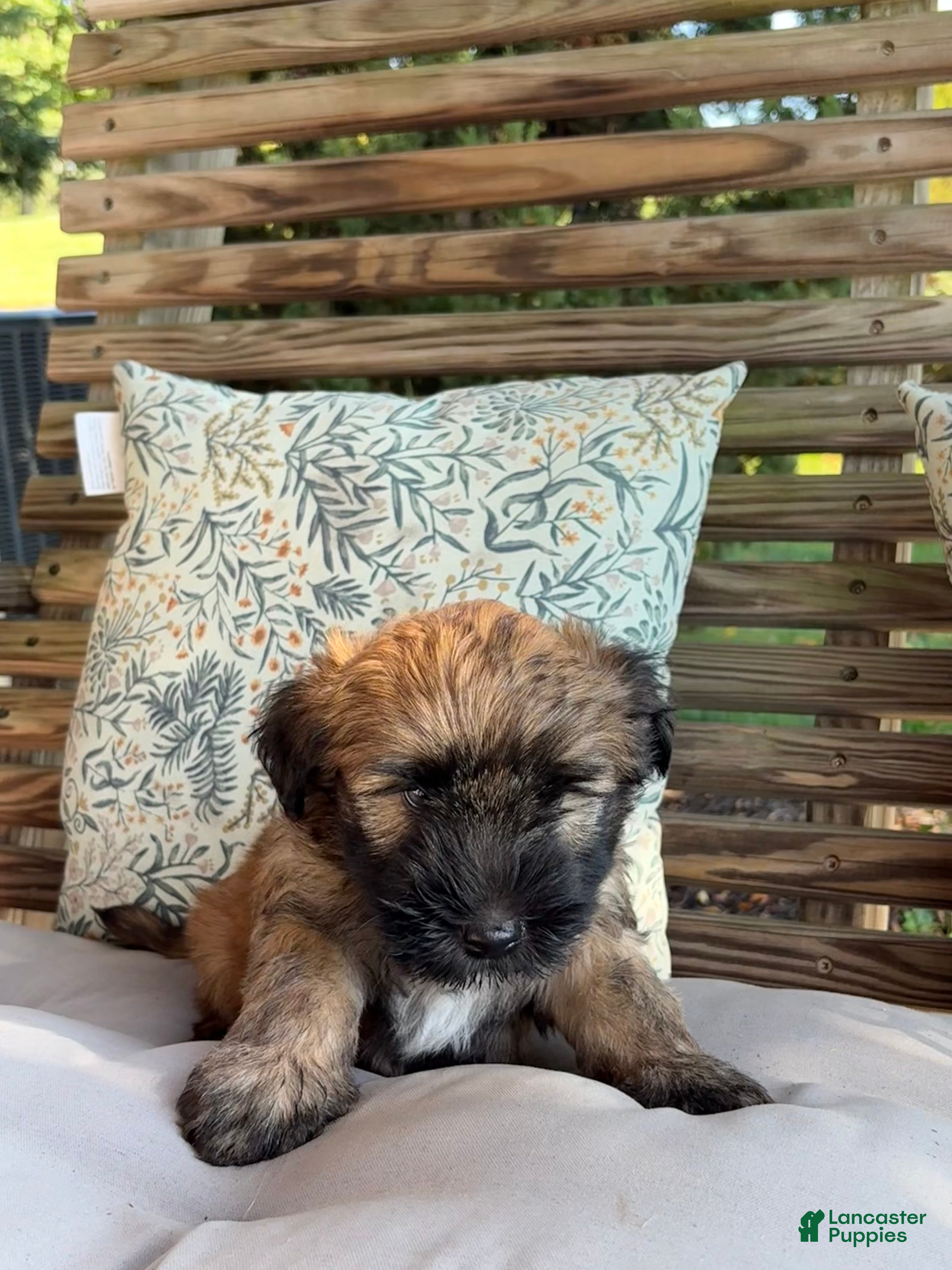 Soft Coated Wheaten Terrier dogs Pepper - Ad 2