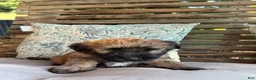 Soft Coated Wheaten Terrier dogs for sale: Pepper - Ad 2