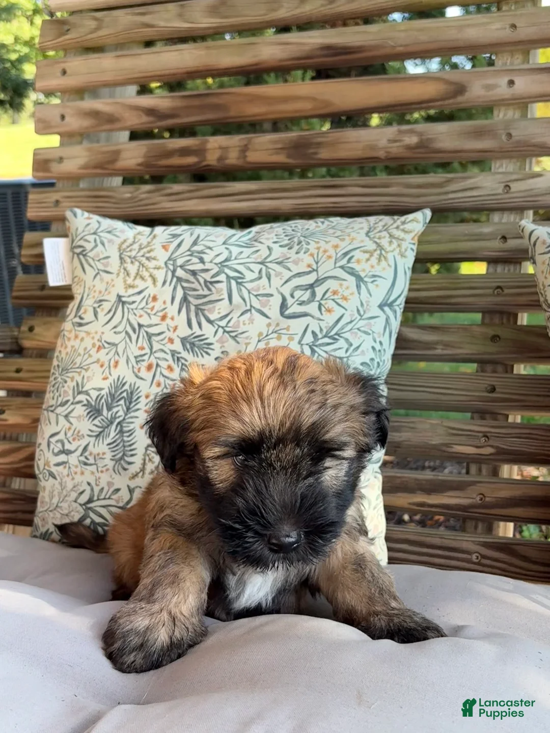 Soft Coated Wheaten Terrier dogs for sale: Pepper - Ad 2
