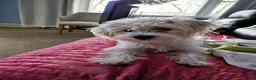 Mixed Breed dogs for sale: Nelo - Ad 3