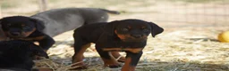 Rottweiler dogs for sale: Rottweiler F3 - Ad 30