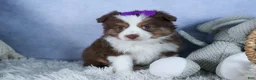 Miniature Australian Shepherd dogs for sale: EDIE - Ad 1