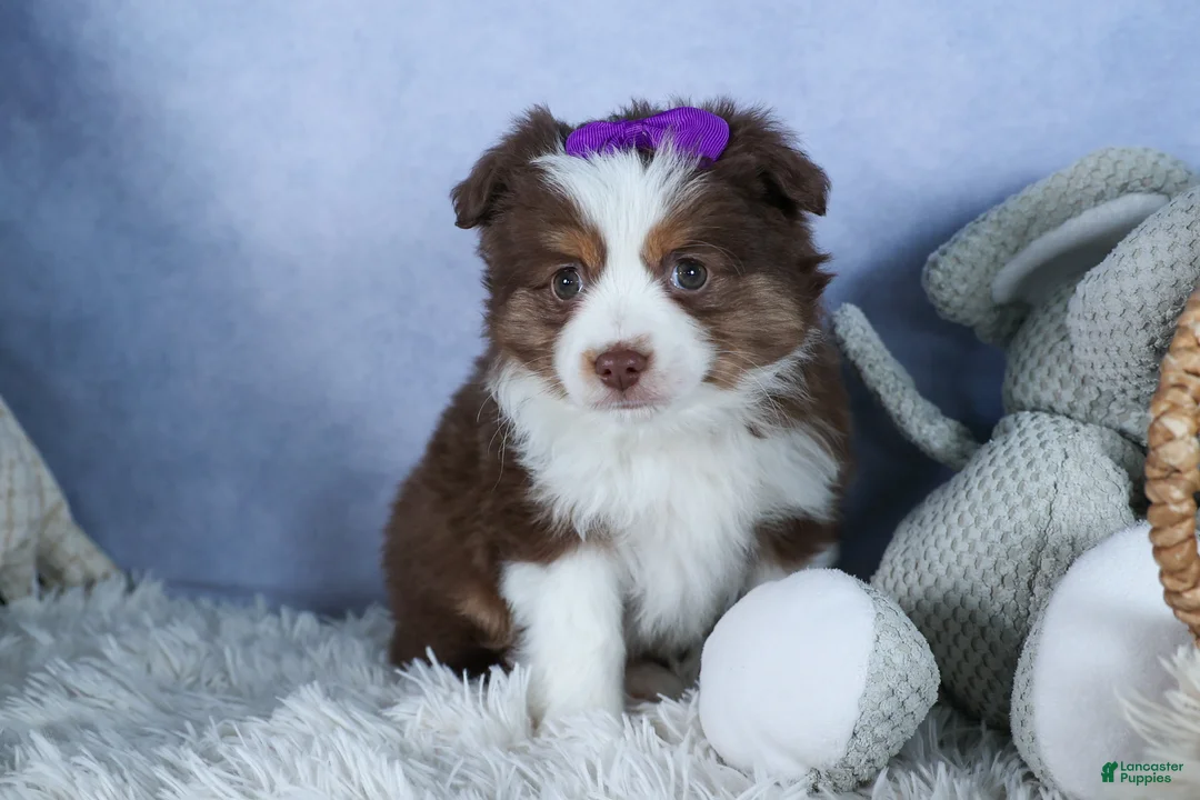 Miniature Australian Shepherd dogs for sale: EDIE - Ad 1