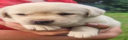 Labrador Retriever dogs for sale: MacGyver  - Ad 8