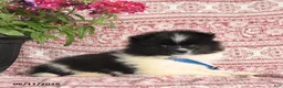 Pomeranian dogs for sale: Mark - Ad 4