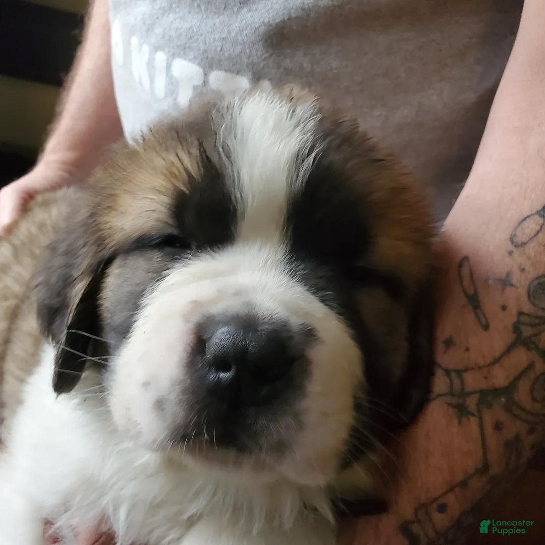 Saint Bernard dogs for sale: Saint Bernard Puppy 6 - Ad 2