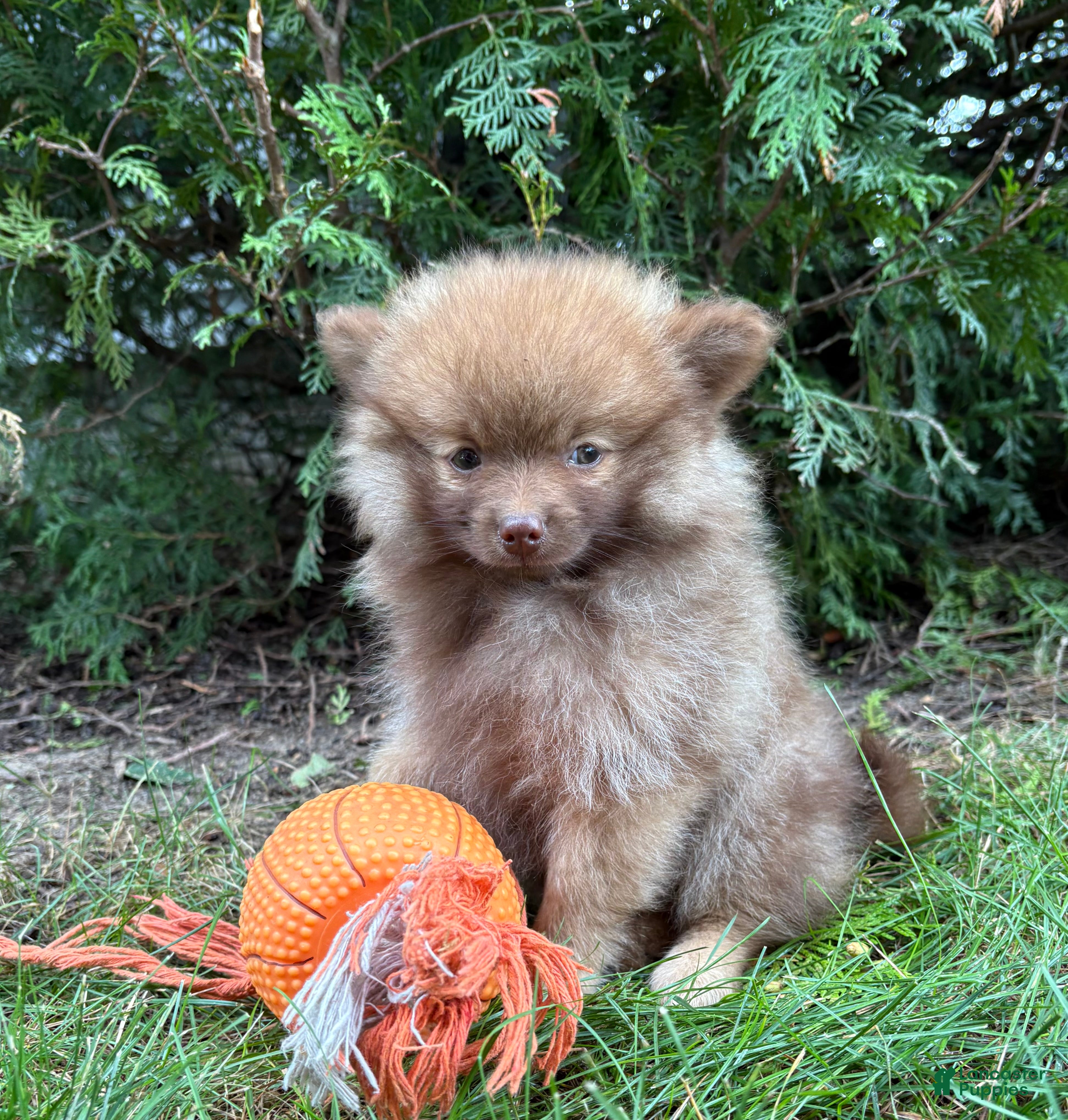 Pomeranian dogs Zeus - Ad 1