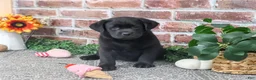 Labrador Retriever dogs for sale: Jade - Ad 2