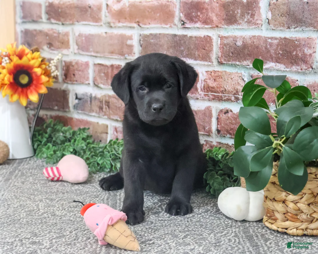 Labrador Retriever dogs for sale: Jade - Ad 2