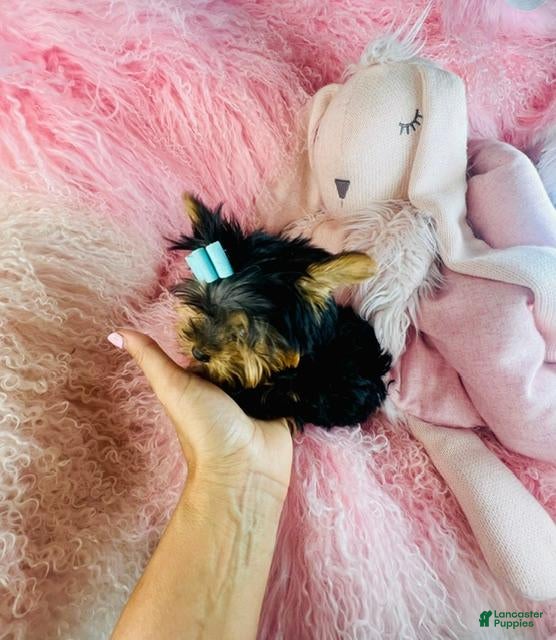 Yorkshire Terrier dogs for sale: Teacup Yorkshire Terrier 1 - Ad 2