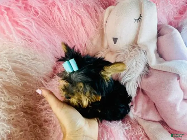 Yorkshire Terrier dogs for sale: Teacup Yorkshire Terrier 1 - Ad 2