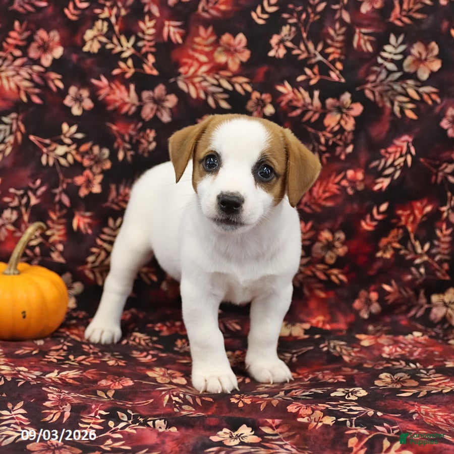 Jack Russell Terrier dogs Scout - Ad 1