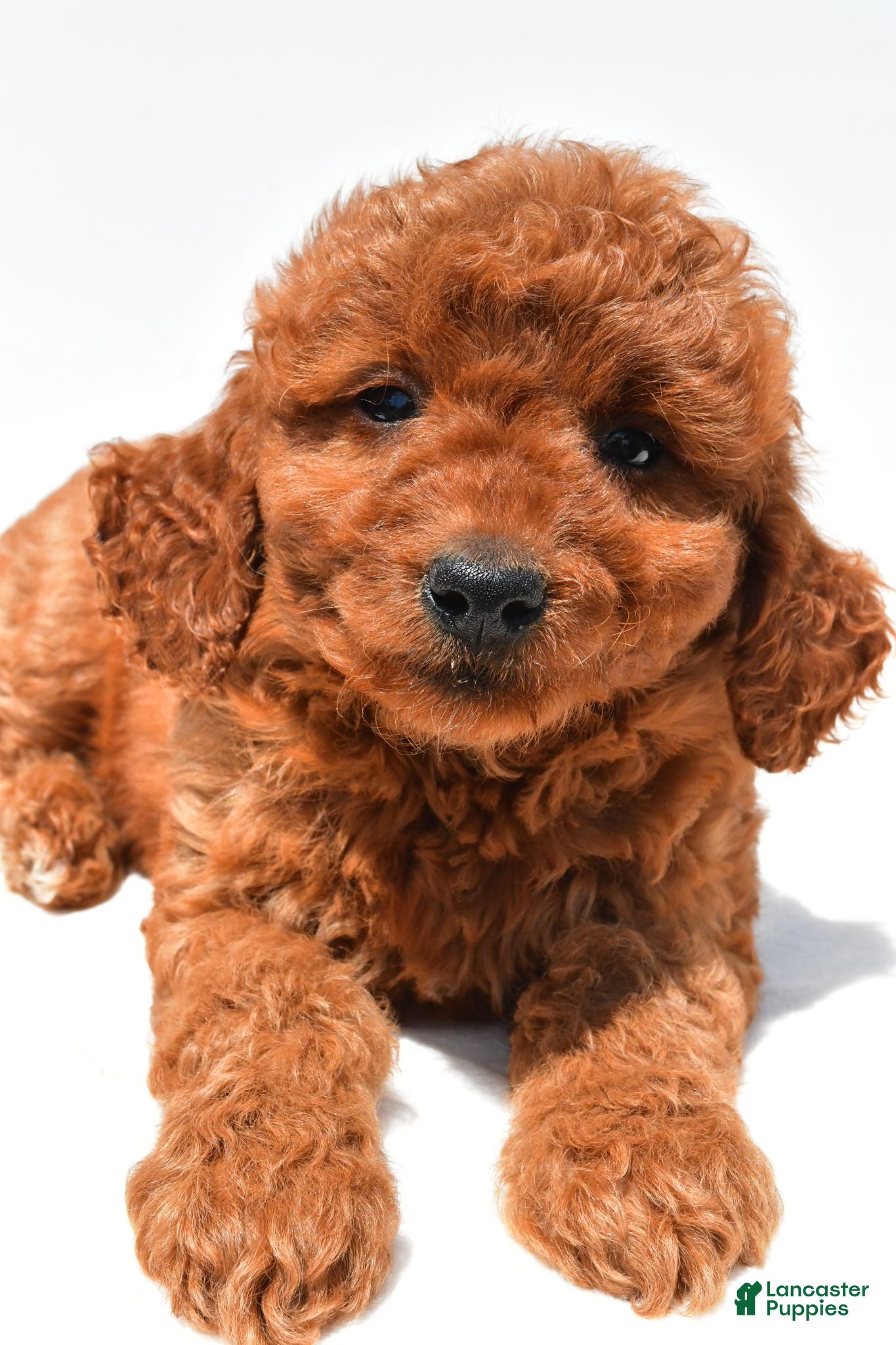 Mini Goldendoodle dogs Callie - Ad 2