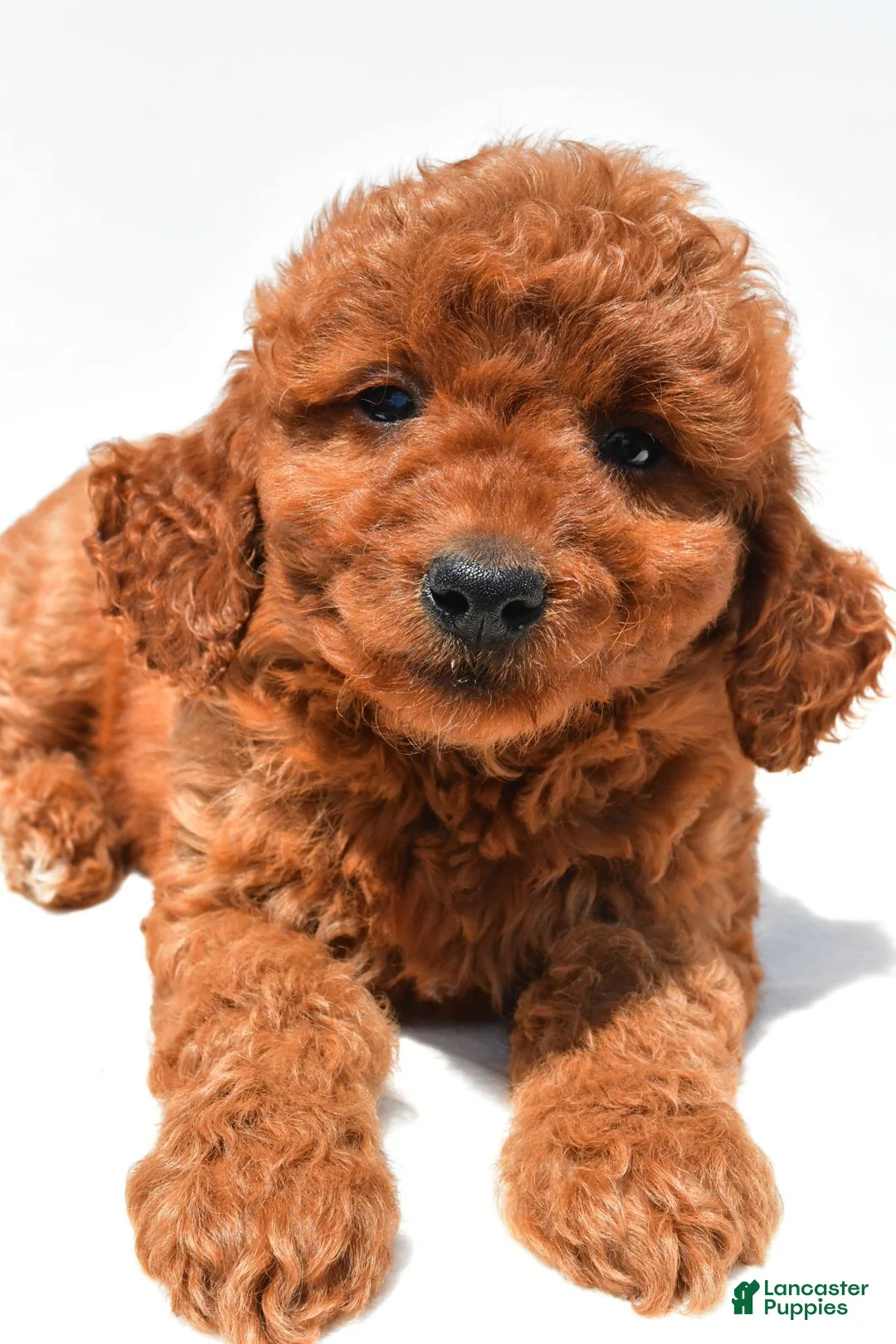Mini Goldendoodle dogs for sale: Callie - Ad 2