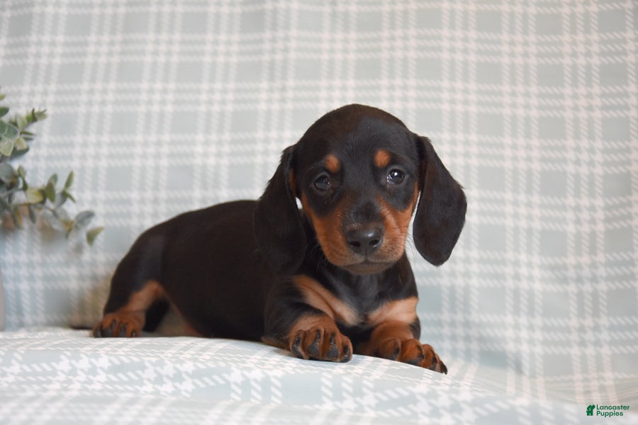 Miniature Dachshund dogs Bailey - Ad 2