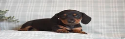 Miniature Dachshund dogs for sale: Bailey - Ad 2