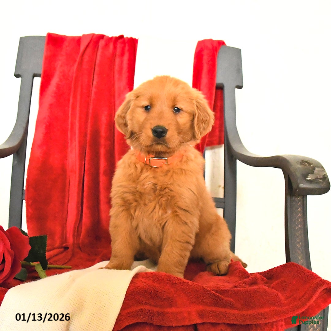 Golden Retriever dogs for sale: Janett - Ad 1