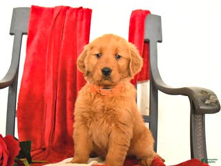 Golden Retriever dogs Janett - Ad 4