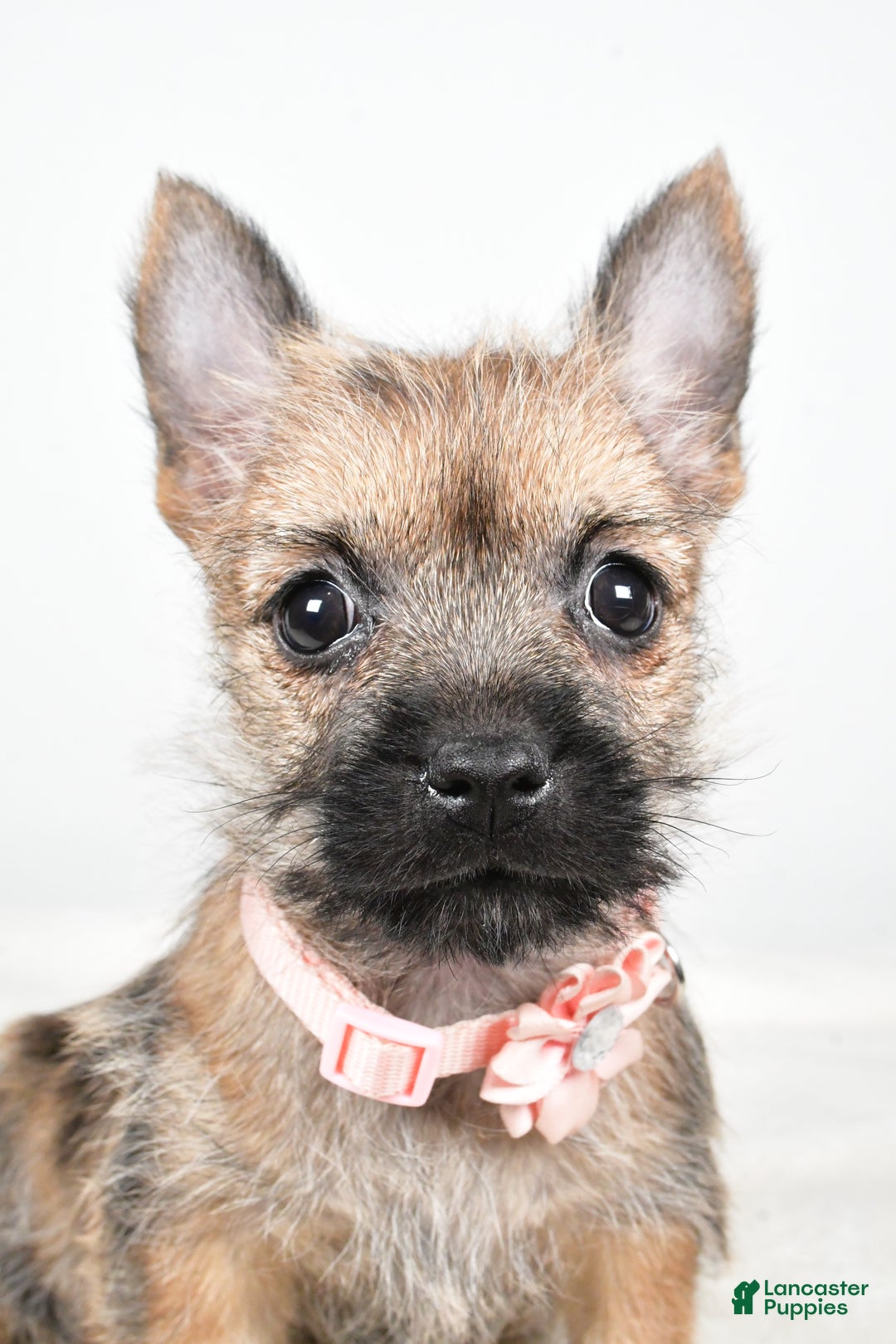 Cairn Terrier dogs for sale: Trisa - Ad 7