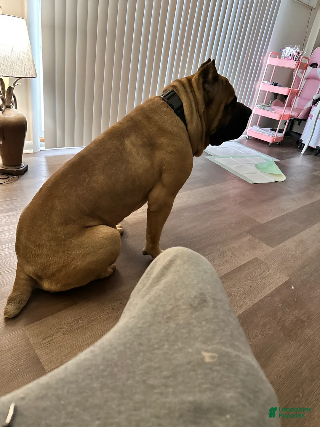 Cane Corso dogs for stud: Cane Corso - Ad 2