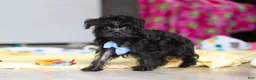 Yorkiepoo dogs for sale: Ricky - Ad 11