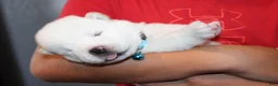 Akita dogs for sale: AKC Ice - Ad 8