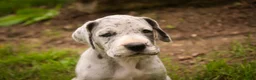Great Dane dogs for sale: Beulah Great Dane  - Ad 3