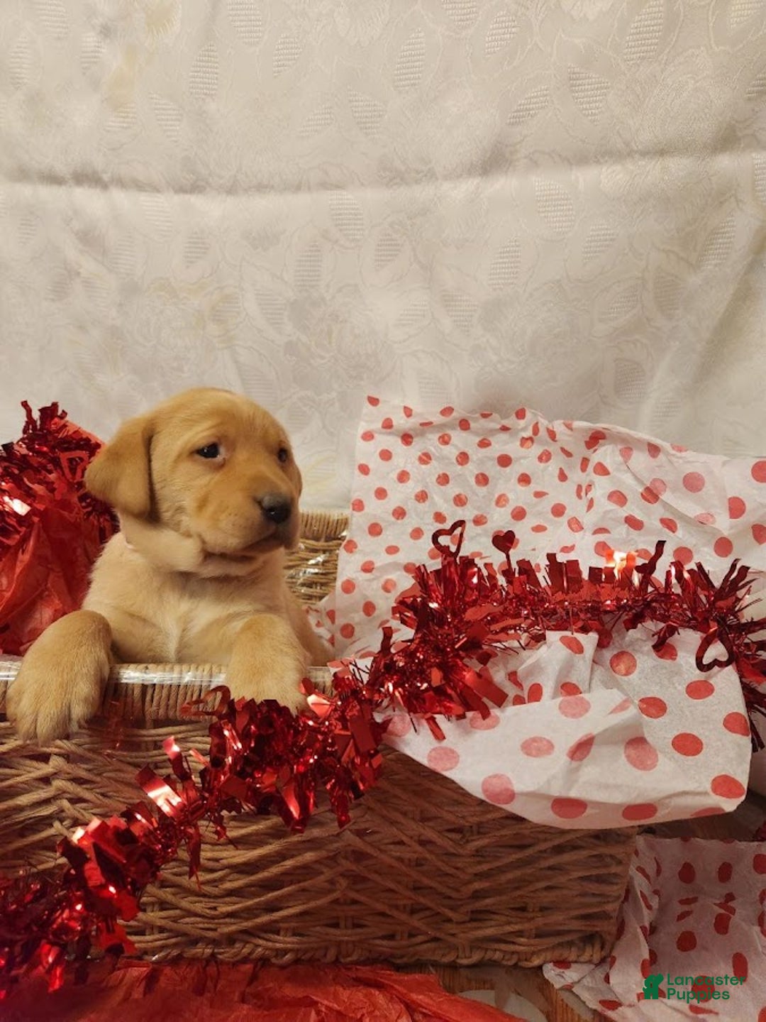 Labrador Retriever dogs for sale: Lilac - Ad 3