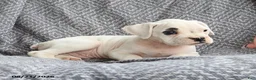 Boxer dogs for sale: Quinton - Ad 6