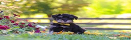 Miniature Schnauzer dogs for sale: Trevor - Ad 5