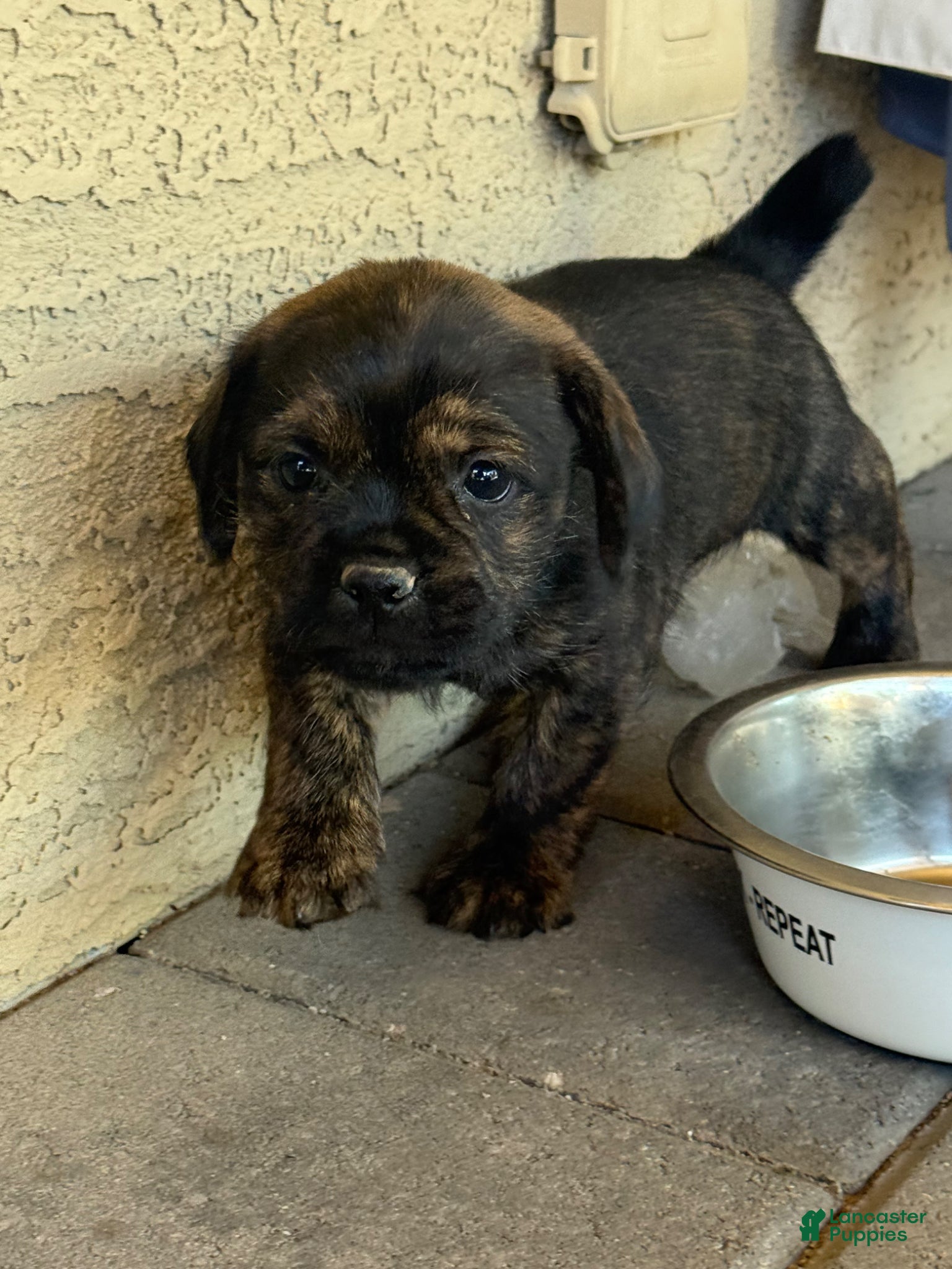 Mixed Breed dogs Mixed Breed Puppy 1 - Ad 11