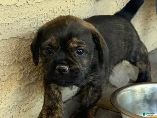Mixed Breed dogs Mixed Breed Puppy 1 - Ad 23