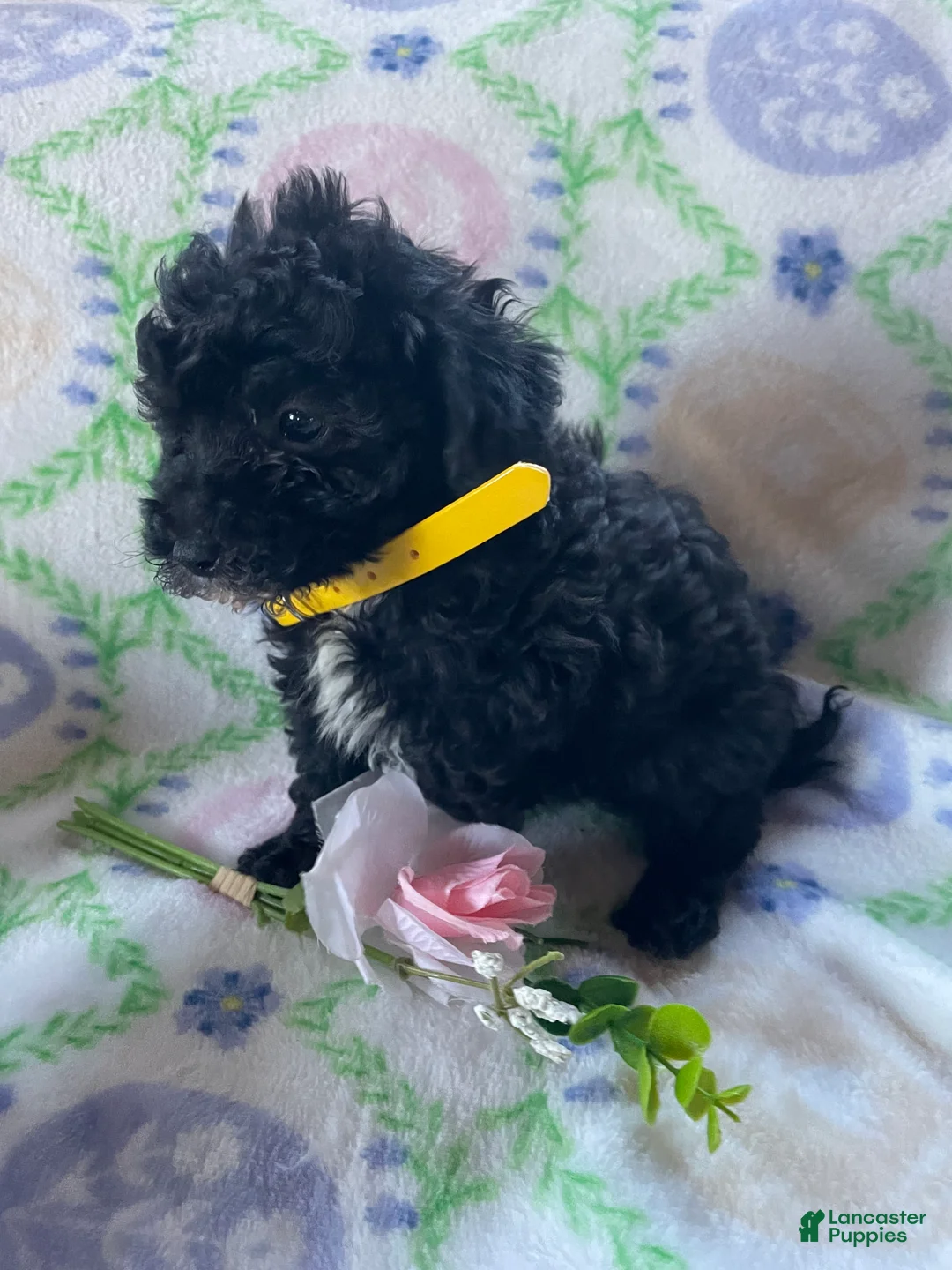Toy Poodle dogs for sale: Pluto - Ad 2