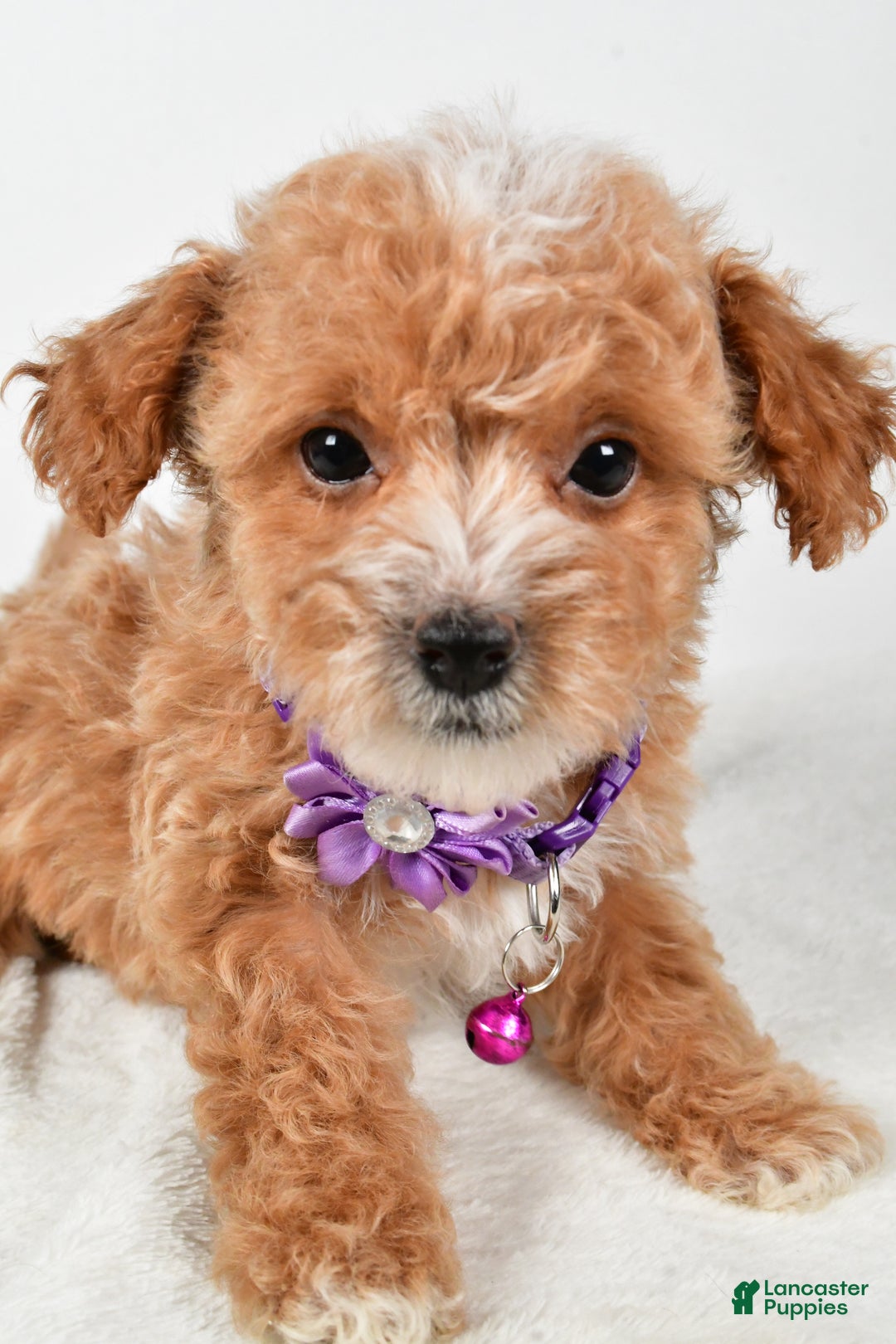 Maltipoo dogs for sale: Shawn f one b - Ad 11