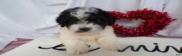 Bernedoodle dogs for sale: Anson - Ad 4