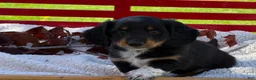 Miniature Dachshund dogs for sale: Baxter - Ad 10
