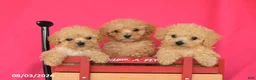 Toy Poodle dogs for sale: Tootsie - Ad 5