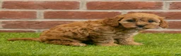 Cavapoo dogs for sale: Susie - Ad 5