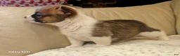 Mixed Breed dogs for sale: Callisto - Ad 5