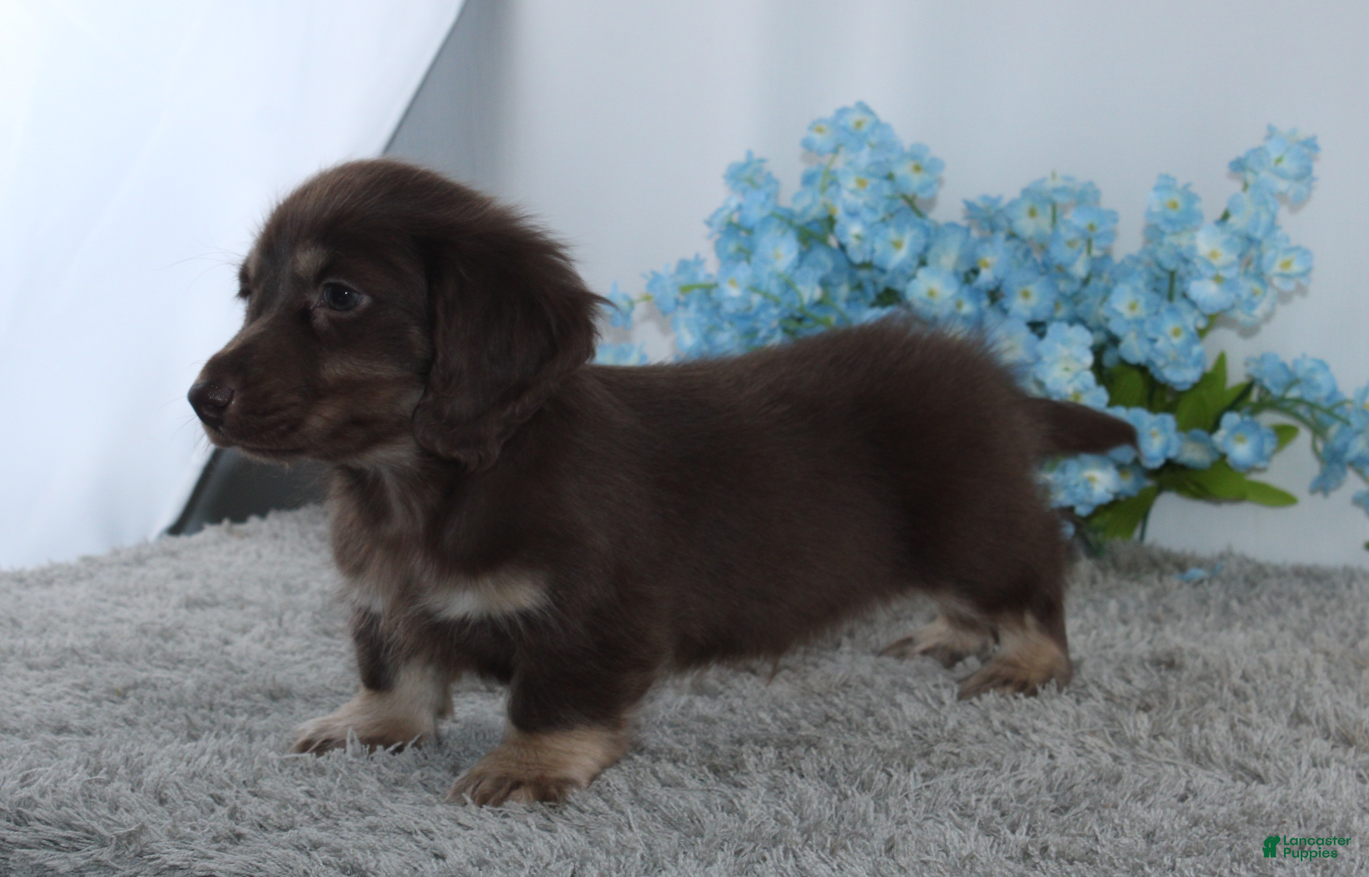 Miniature Dachshund dogs for sale: Jason - Ad 5