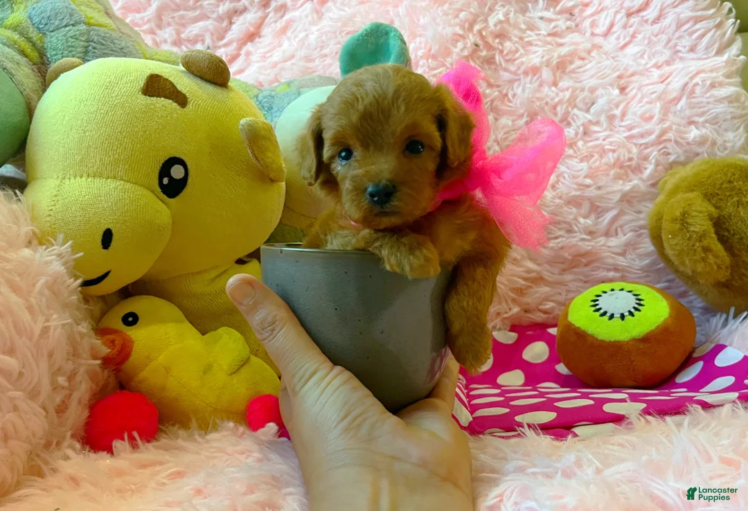 Toy Poodle dogs for sale: Ruby - Ad 2