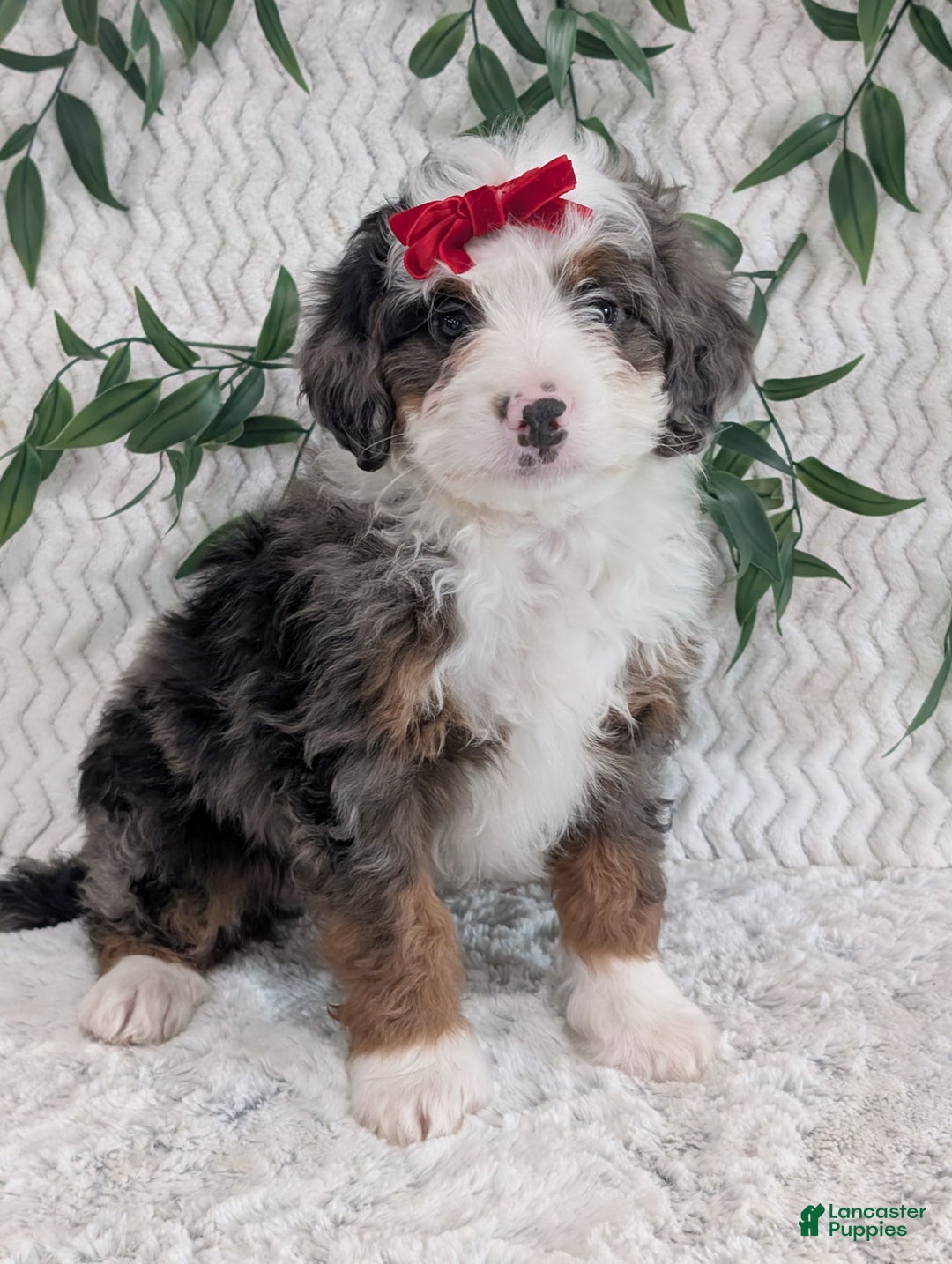 Mini Bernedoodle dogs for sale: Mini Marko  - Ad 3