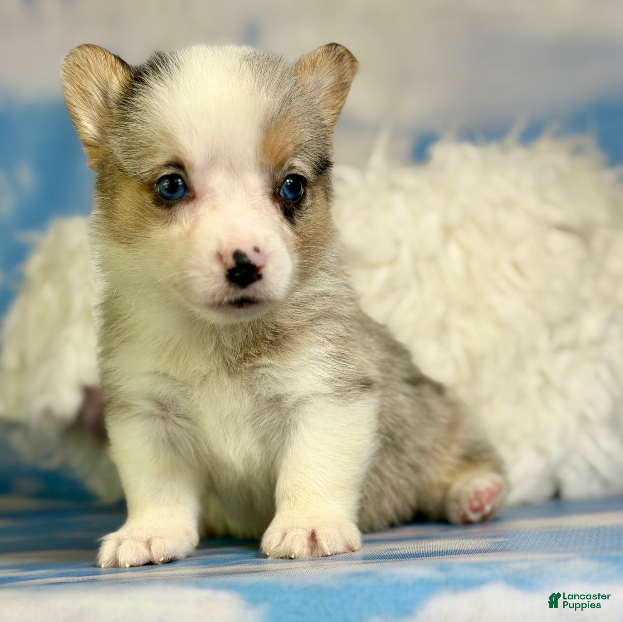 Welsh Corgi Pembroke dogs ACA Duncan natural bobtail Bluie and fully carrier triple clear - Ad 1