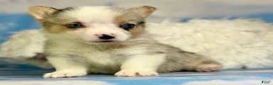 ACA Duncan natural bobtail Bluie and fully carrier triple clear