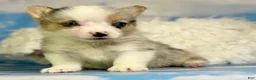 Welsh Corgi Pembroke dogs for sale: ACA Duncan natural bobtail Bluie and fully carrier triple clear - Ad 1