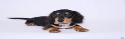 Miniature Dachshund dogs for sale: Zeuz - Ad 1