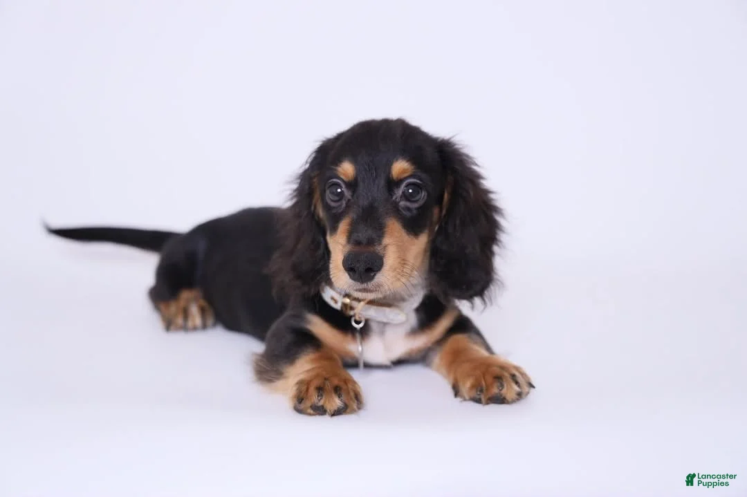Miniature Dachshund dogs for sale: Zeuz - Ad 1