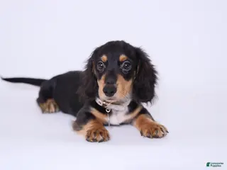 Miniature Dachshund dogs Zeuz - Ad 7
