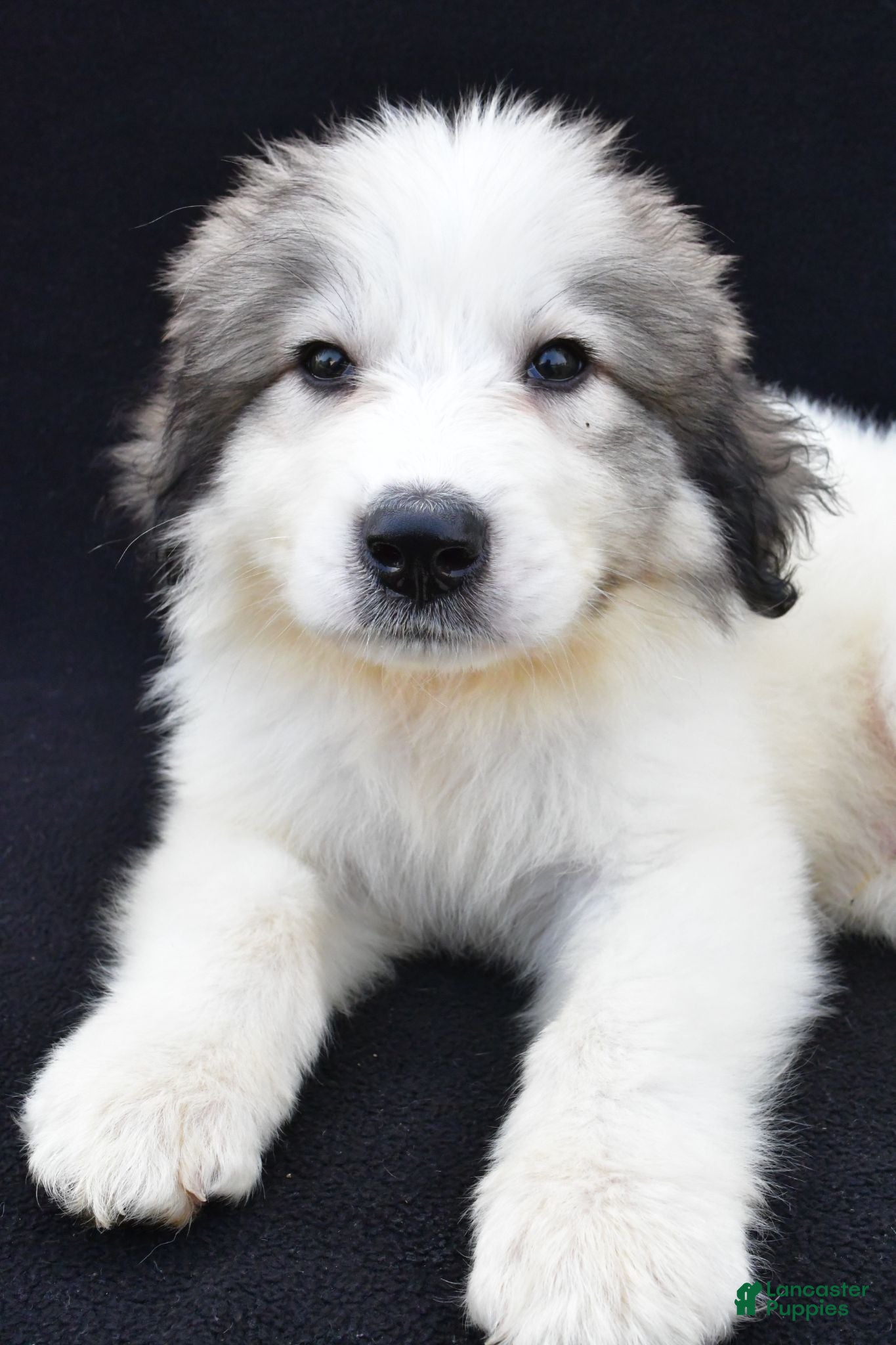 Great Pyrenees dogs Marty - Ad 2